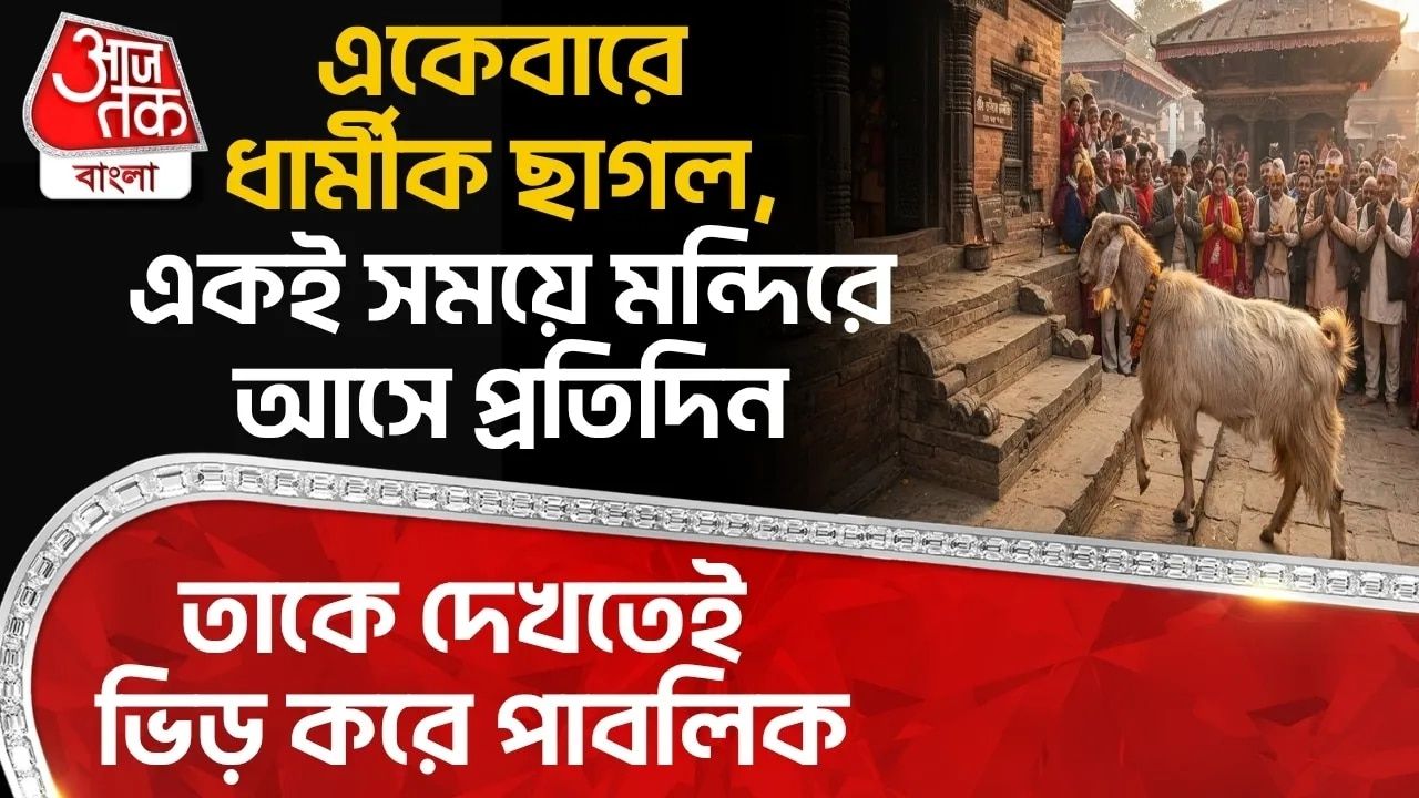 Himachal Pradesh: একেবারে ধার্মীক Goat, একই সময়ে Mandirএ আসে প্রতিদিন, তাকে দেখতেই ভিড় করে পাবলিক 