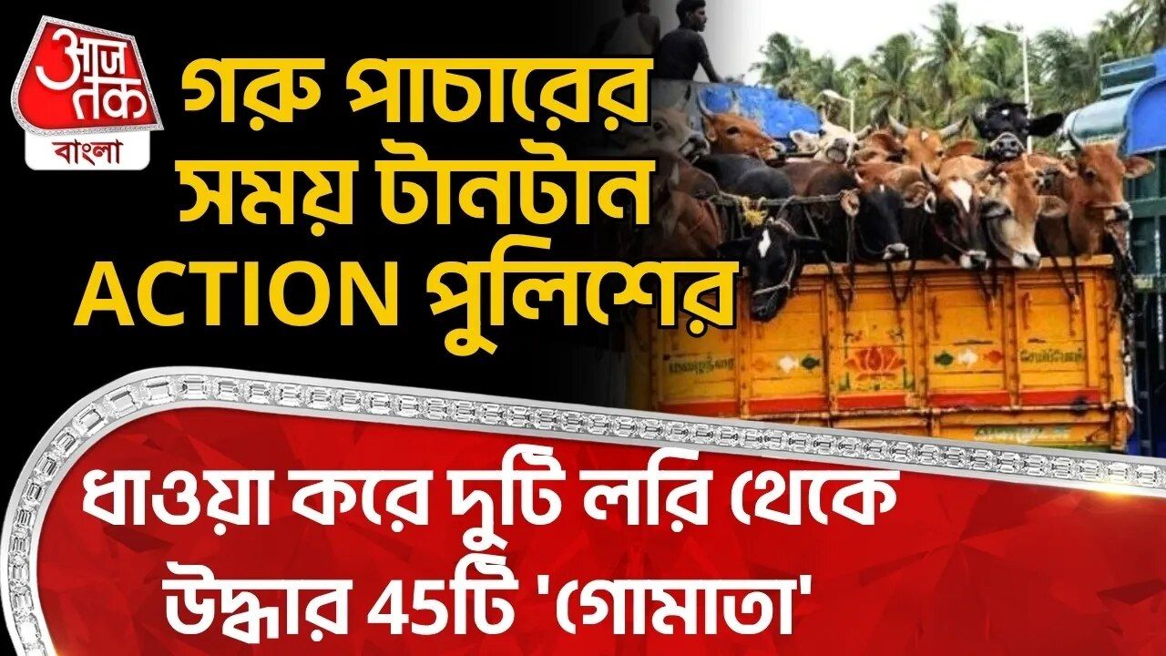 Police chase on cattle smuggling route two lorries seized 45 cows