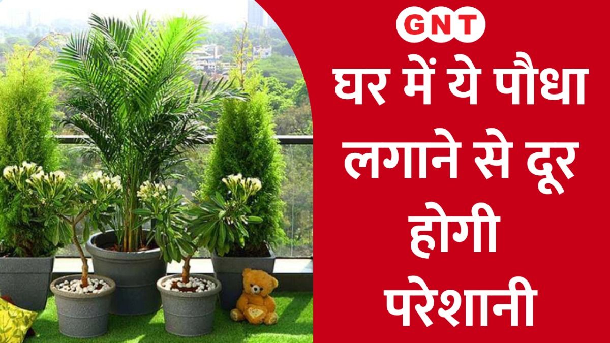 घर में ये पौधा लगाने से दूर होगी परेशानी 