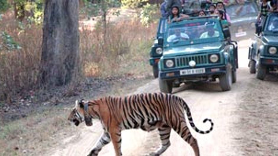 जंगल का राजा