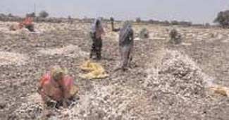 लहसून की पैदावार