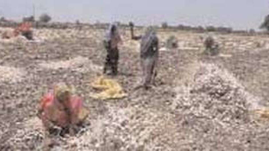 लहसून की पैदावार