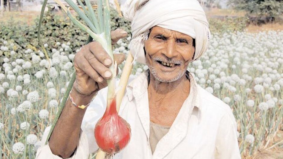 प्याज की फसल