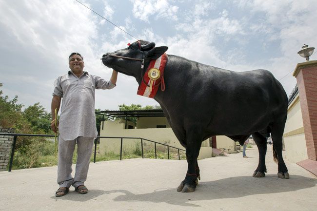 सुनरिया गांव में अपने मालिक करमवीर के साथ 'चैंपियन' मुर्रा भैंसा युवराज