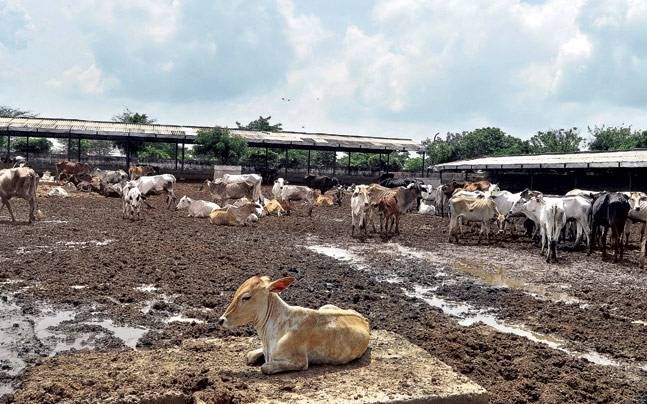 अव्यवस्था की शिकार हिंगोनिया की गोशाला में बदहाल गाएं