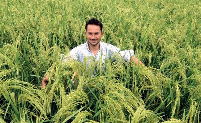अपनी बासमती फसल के बीच एमपी का एक किसान