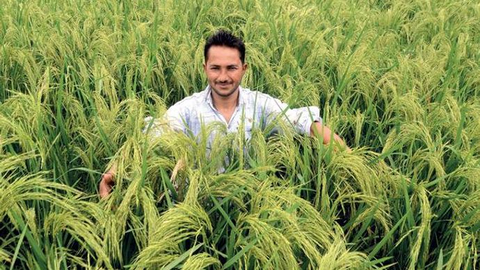 अपनी बासमती फसल के बीच एमपी का एक किसान