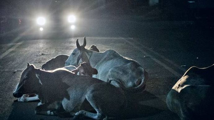 लखनऊ में रात के अंधेरे में सड़क पर बैठी गायें अक्सर दुर्घटना का कारण बनती हैं