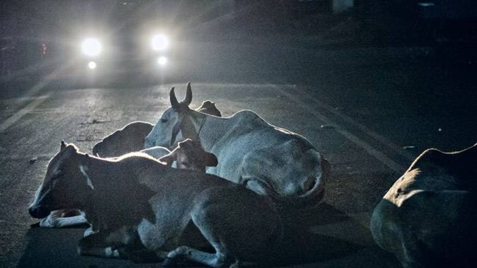 लखनऊ में रात के अंधेरे में सड़क पर बैठी गायें अक्सर दुर्घटना का कारण बनती हैं