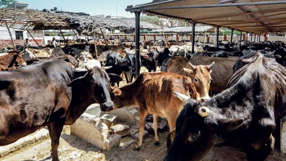 बे-चाराः लखनऊ की लक्ष्मण गोशाला में गायों को पर्याप्त चारा तक नहीं मिलता