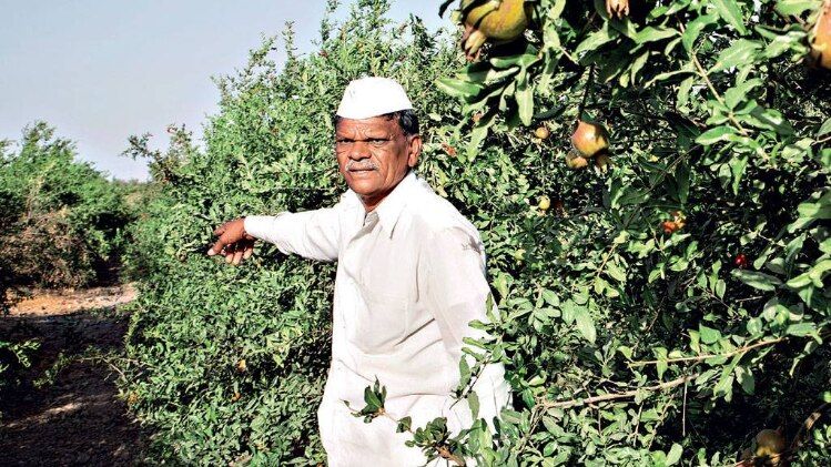 हौशीराम माटोले पुणे के पास कौठाड़ी गांव स्थित अनार के अपने खेत में