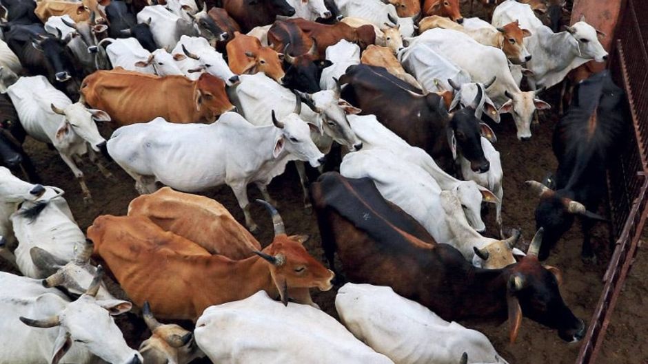 जयपुर नगर निगम की हिंगोनिया गोशाला में गायों का झुंड