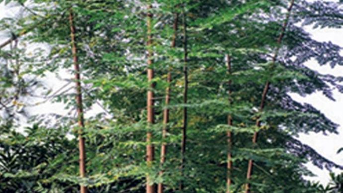 हर जड़ी-बूटी अपने भीतर शारीरिक और मानसिक स्वास्थ्य के कई गुण समेटे हुए है.