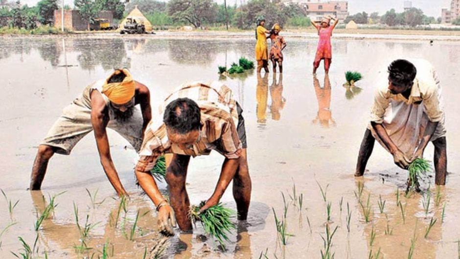 बारिश बेअसर अमृतसर के बाहरी इलाके में धान का खेत