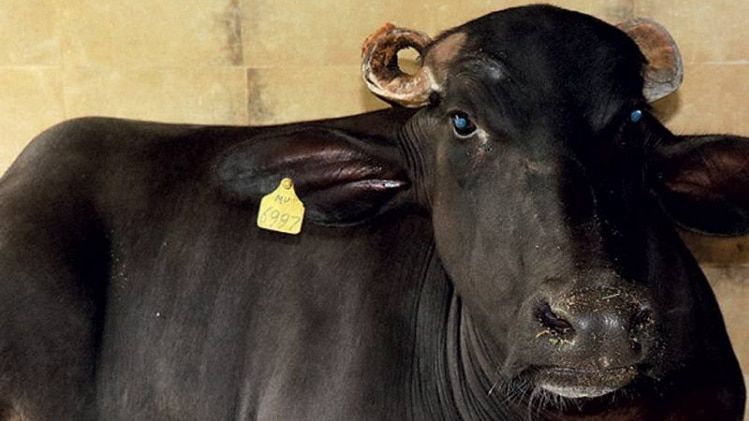 वापसी की कोशिश  नया रायपुर में क्लोन से तैयार जंगली भैंस