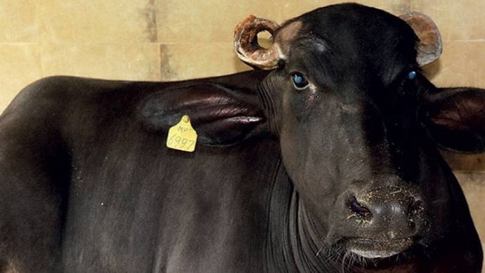 वापसी की कोशिश नया रायपुर में क्लोन से तैयार जंगली भैंस