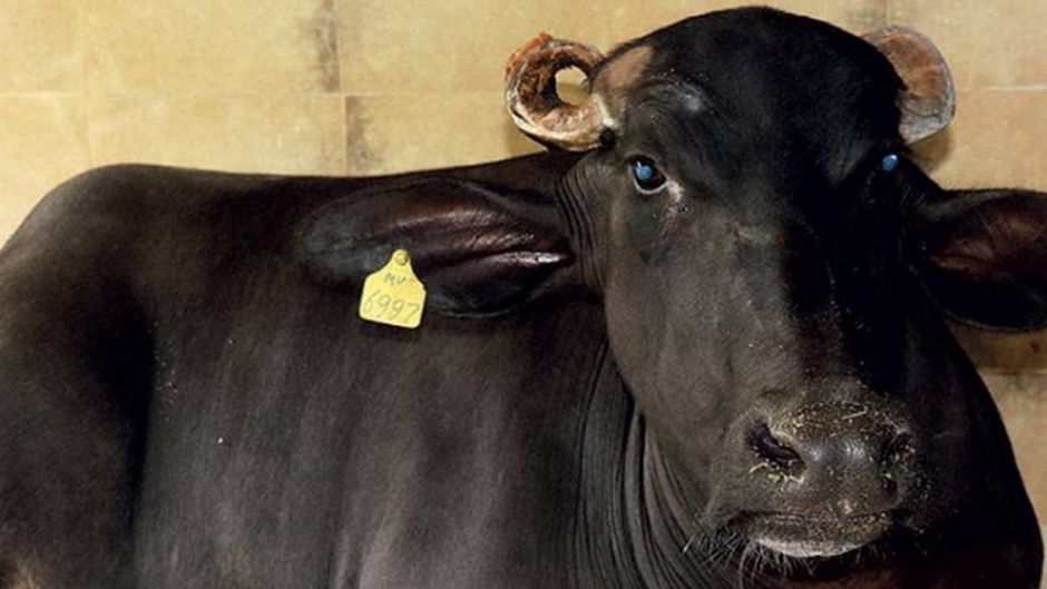 वापसी की कोशिश नया रायपुर में क्लोन से तैयार जंगली भैंस