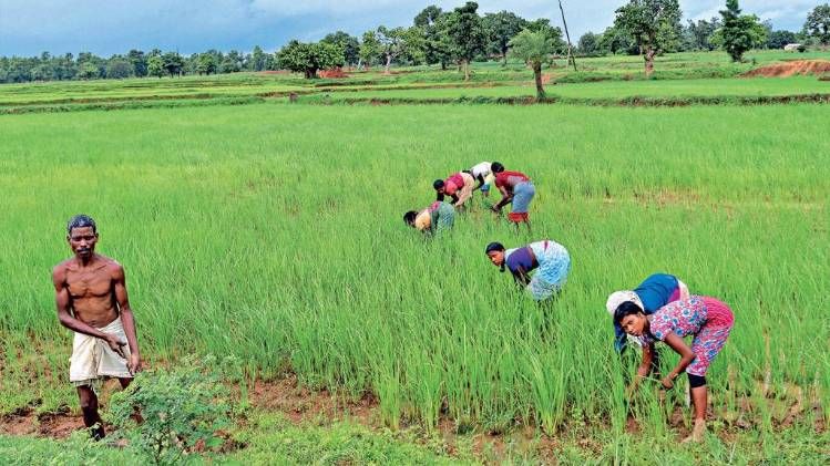 उपेक्षित क्षेत्र कालाहांडी, ओडिशा में धान के खेत में काम करते लोग