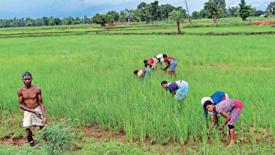 उपेक्षित क्षेत्र कालाहांडी, ओडिशा में धान के खेत में काम करते लोग