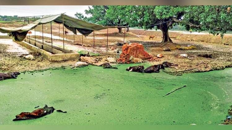 मरने को अभिशप्त प्रयागराज के पास झूंसी मार्ग पर कांदी गांव की गोशाला में बेमौत मरीं गायों के शव