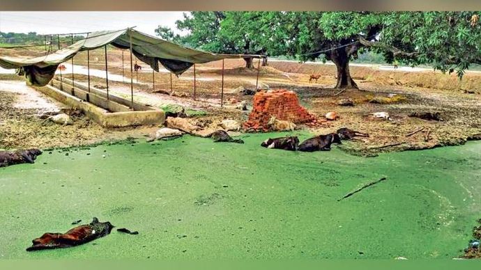मरने को अभिशप्त प्रयागराज के पास झूंसी मार्ग पर कांदी गांव की गोशाला में बेमौत मरीं गायों के शव
