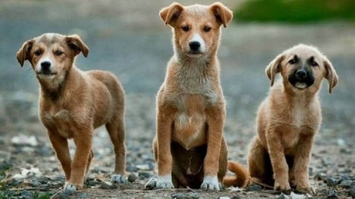 फोटोः आशीष मिश्र