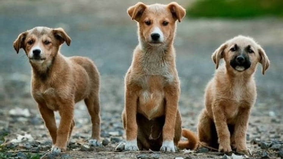 फोटोः आशीष मिश्र