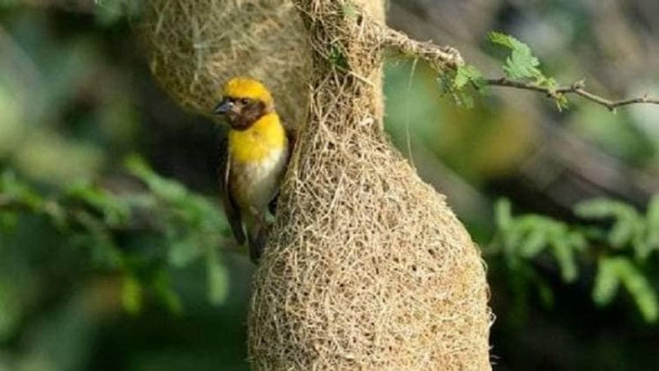 मानसिक स्वास्थ्य के लिए वरदान है, प्रकृति का संग