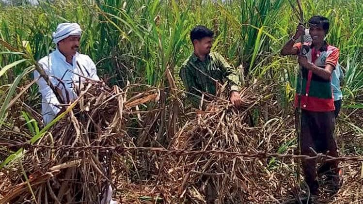 अपने गन्ने के खेत में हरनाम सिंह वर्मा किसान साथियों के साथ (फोटोः मनीष अग्निहोत्री)