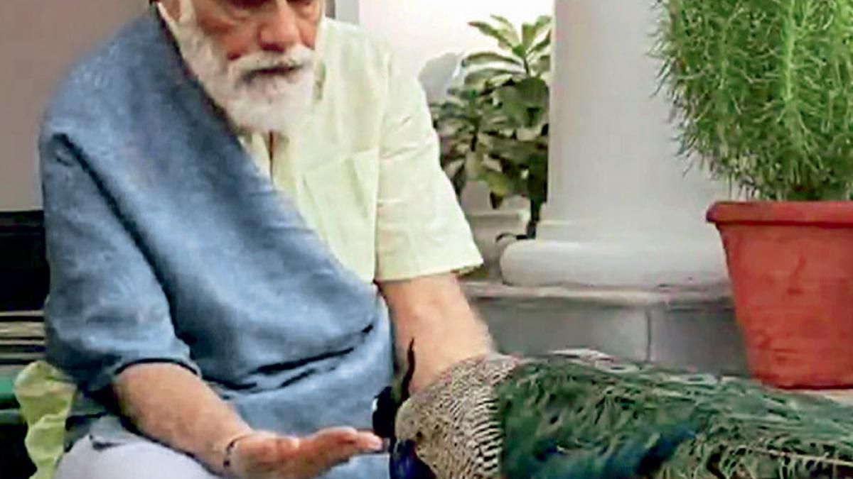 प्रधानमंत्री मोदी सरकारी आवास पर मोर को दाना खिलाते हुए