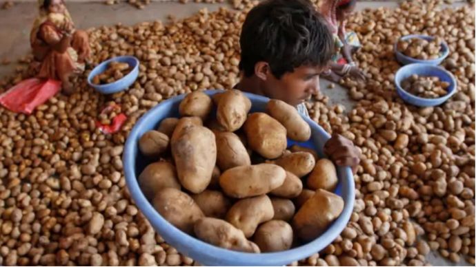 इस बार आलू के दाम आसमान पर चढ़े हुए हैं (फोटोः रॉयटर्स)
