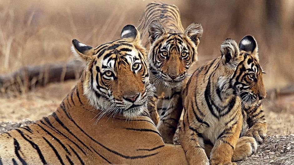 बढ़ता खतरा रणथंभौर में बाघों का एक कुनबा; (इनसेट) एक बाघ के गले से लटकते तार की कैमरा ट्रैप से ली गई तस्वीर