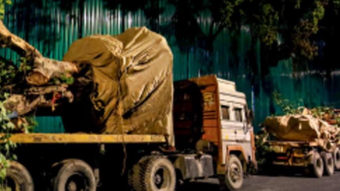 जबरन विस्थापन संसद भवन के इलाके से उखाड़े गए पेड़ कहीं और लगाने के लिए ले जाए जाते