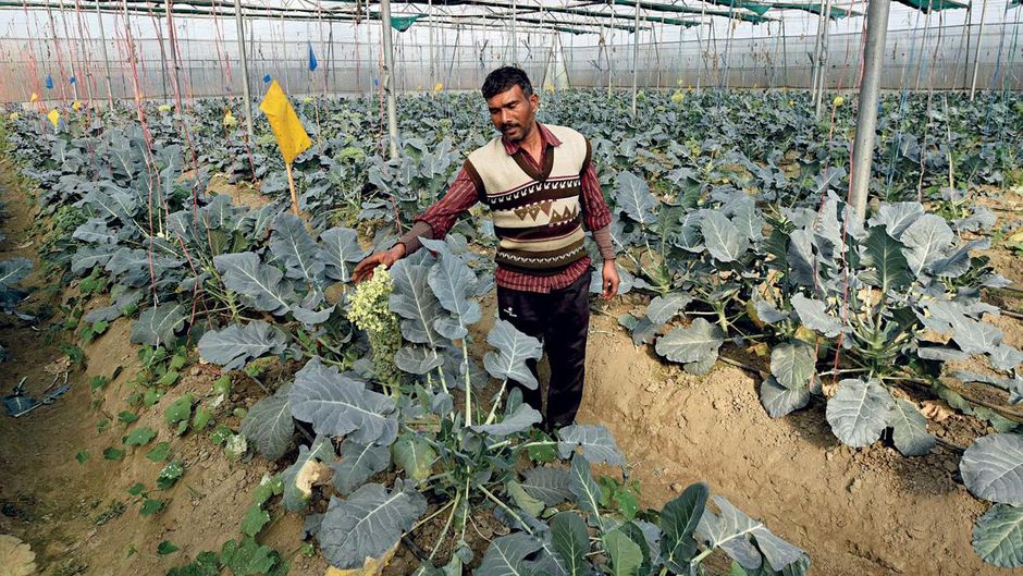स्थिर प्रगति दिल्ली के बाहर एक गांव में फूलभोगी की पैदावार