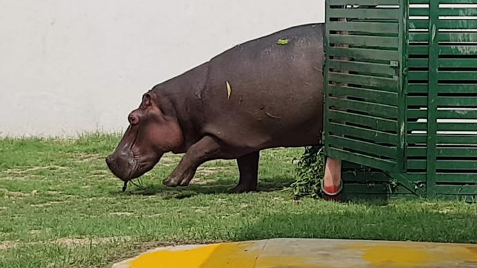 गोरखपुर चिड़ियाघर में पहुंचा दरियाई घोड़ा