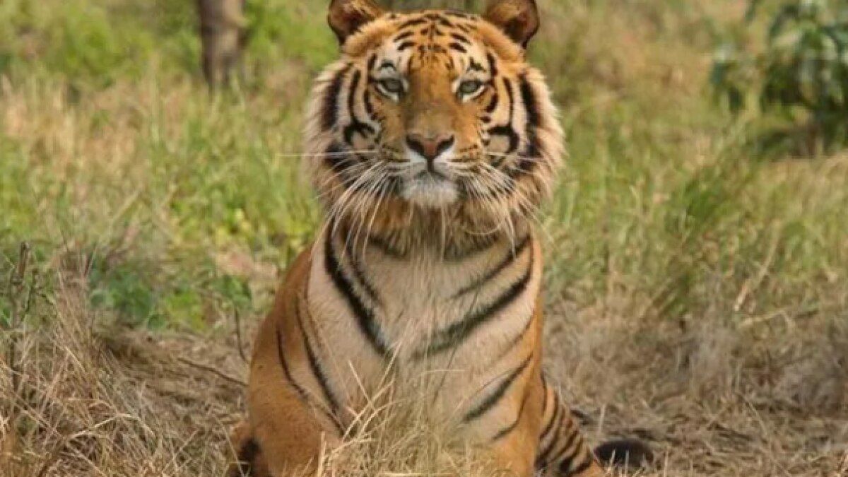 प्रतीकात्मक फोटो