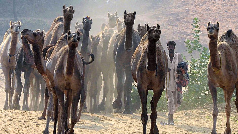 तैयार हैं हम पुष्कर ऊंट मेले की शोभा बढ़ाने के लिए जाते ऊंट