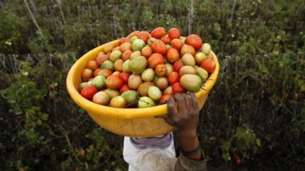 टमाटर उत्पादन करने वाले किसानों पर कोविड कर्फ्यू की भीषण मार पड़ी है (फोटोः रॉयटर्स)