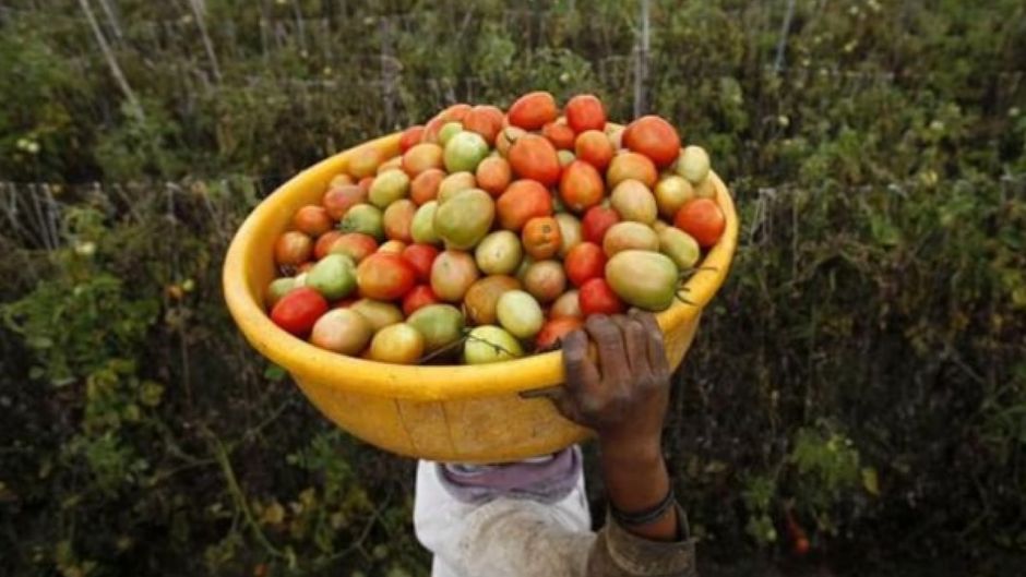 टमाटर उत्पादन करने वाले किसानों पर कोविड कर्फ्यू की भीषण मार पड़ी है (फोटोः रॉयटर्स)