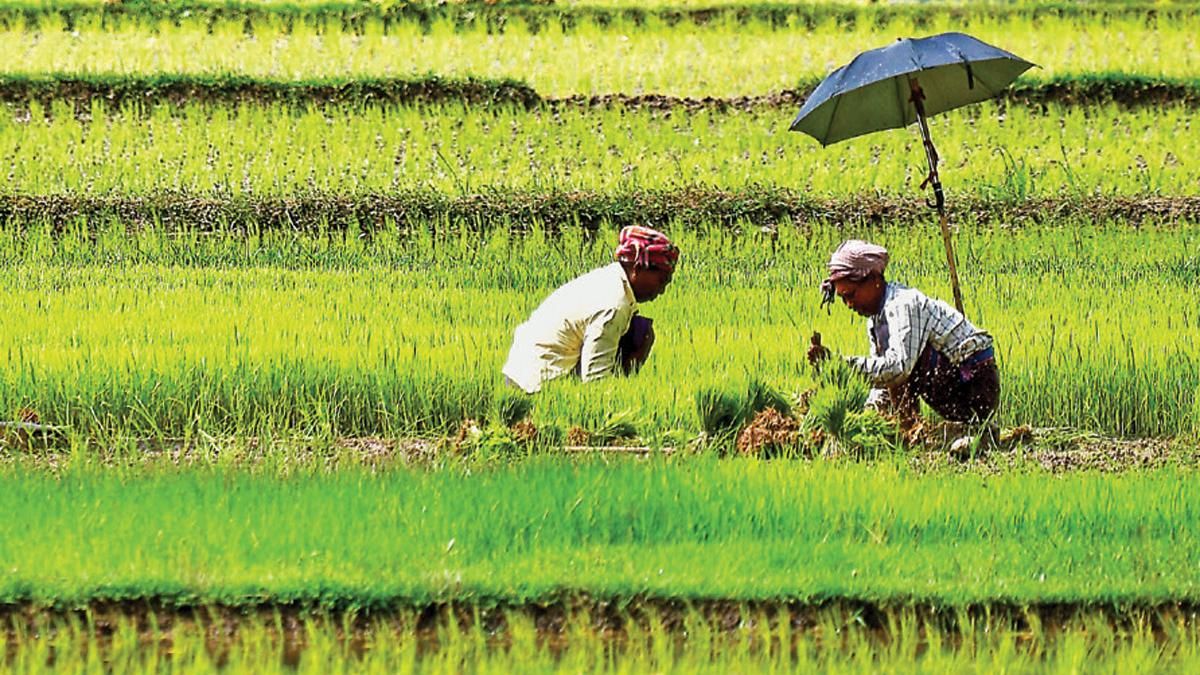 कुदरत का तोहफा अगरतला में किसान