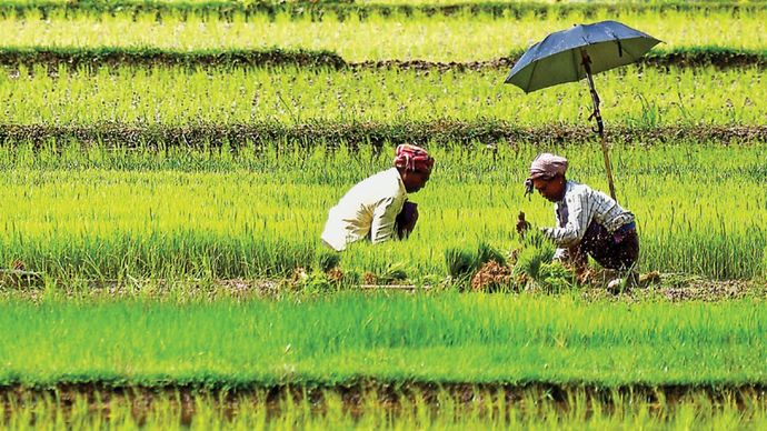 कुदरत का तोहफा अगरतला में किसान