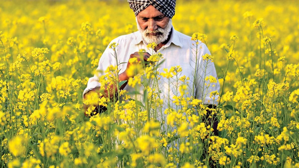 उर्वर भूमि अमृतसर में सरसों का खेत