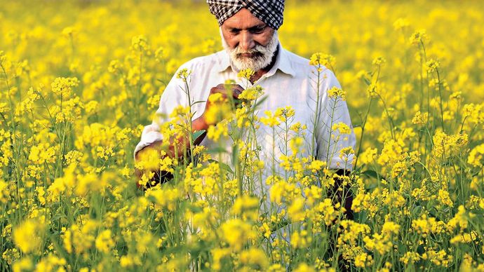 उर्वर भूमि अमृतसर में सरसों का खेत