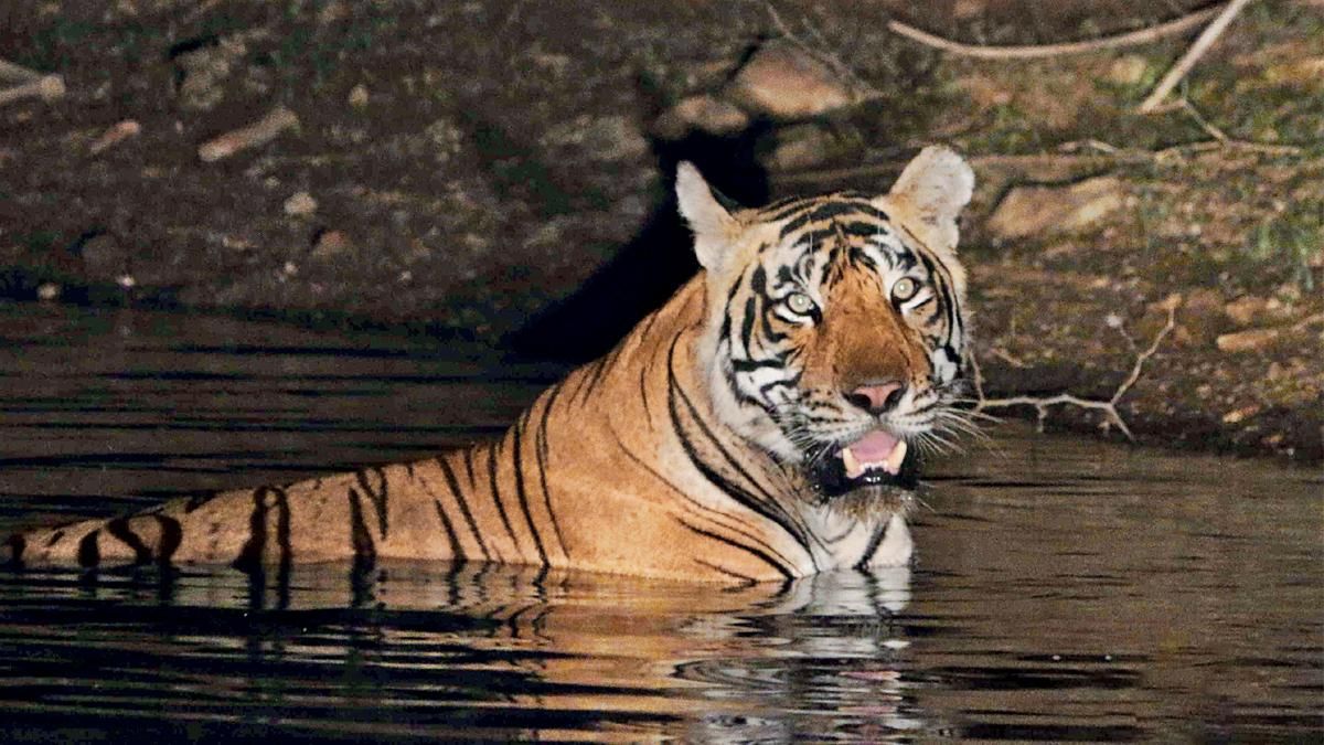 कहां तुम चले गए सरिस्का में सबसे ज्यादा शावकों का पिता एसटी 13 बाघ फरवरी से नहीं दिखा