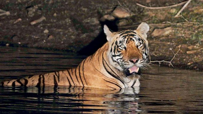 कहां तुम चले गए सरिस्का में सबसे ज्यादा शावकों का पिता एसटी 13 बाघ फरवरी से नहीं दिखा