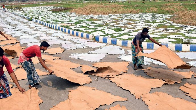 धूप से बदला रंग: केएलसी में खुले में चमड़ा सुखाने का काम