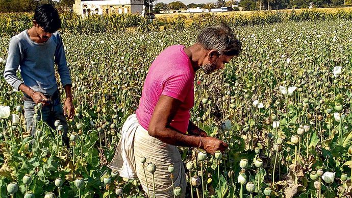 नशे की खेती : चित्तौडगढ़ बड़ी सादड़ी गांव अफीम की फसल