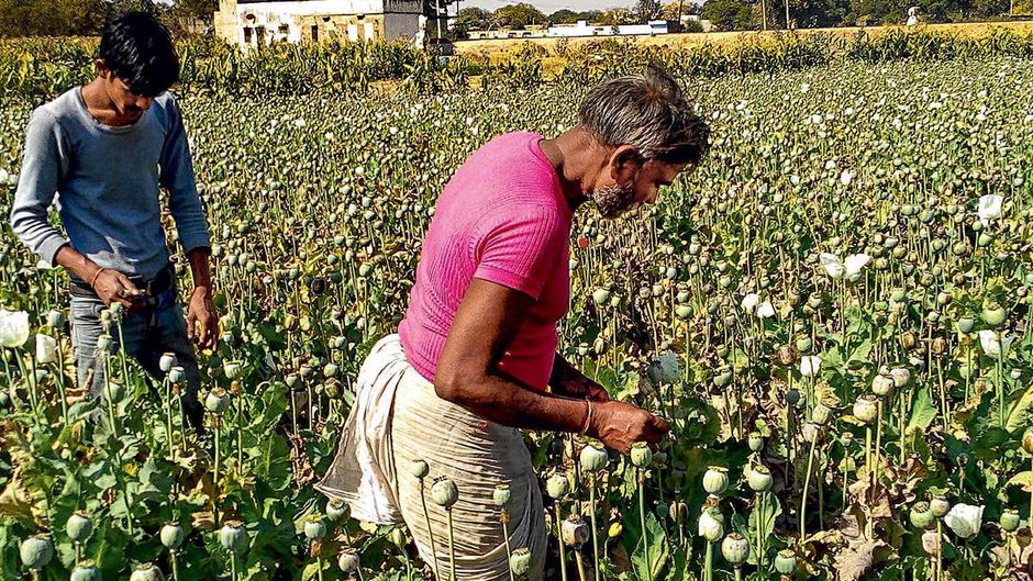 नशे की खेती : चित्तौडगढ़ बड़ी सादड़ी गांव अफीम की फसल