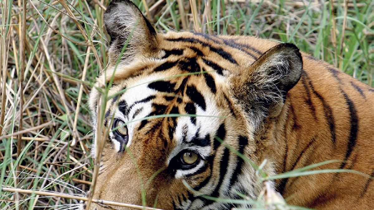 शेर और बाघ