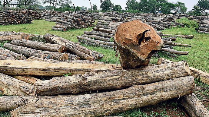 बेजा कटाई : तस्करों से बरामद लकड़ी लटेरी फॉरेस्ट डिपो में
